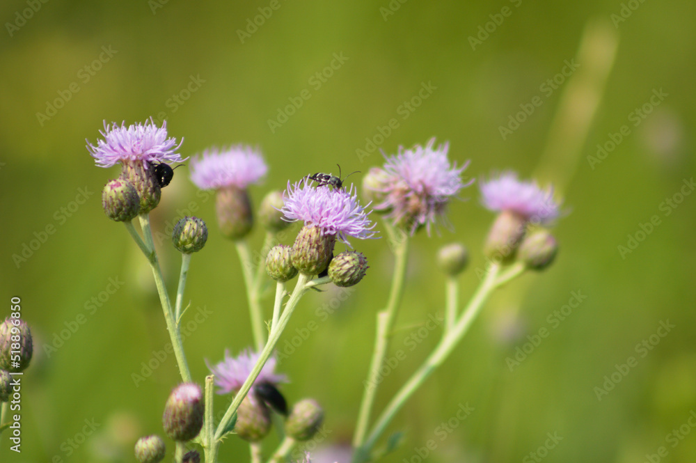 Closeup of a bug on creeping thistle flower with green blurred background Closeup of a bug on creeping thistle flower with green blurred background