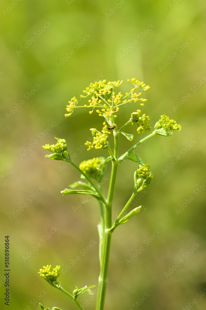 Closeup of wild celery buds with green blurred background