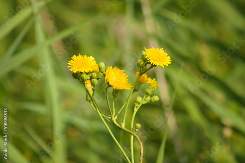 Closeup of yellow perennial sowthistle flowers with selective focus on foreground