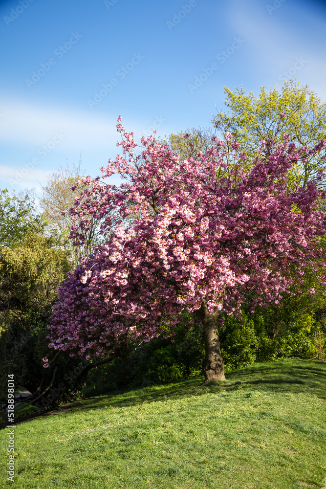 Japanese cherry blossom in spring Japanese cherry blossom in spring