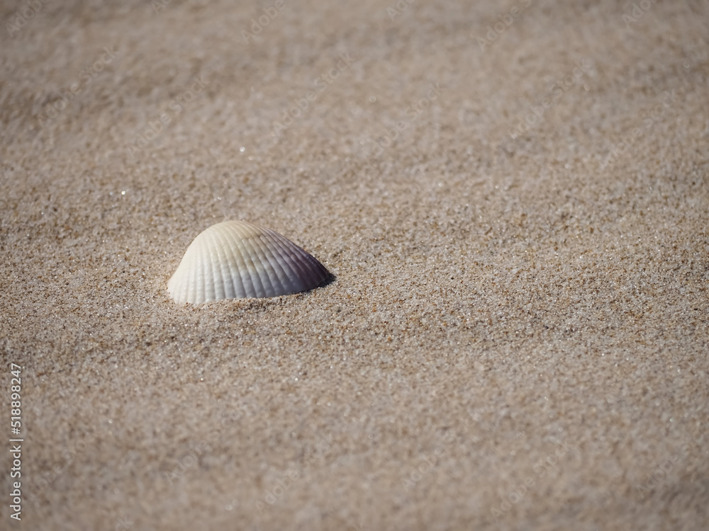 Seashell on a sandy natural beach for background Seashell on a sandy natural beach for background