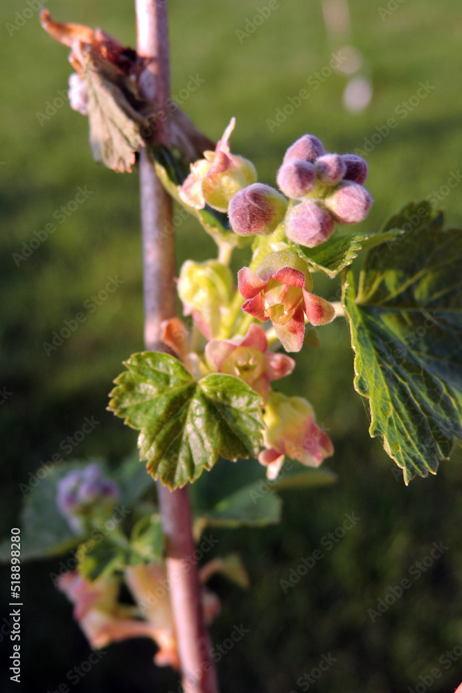 The strig of redcurrant flower on a branch in the sunlight The strig of redcurrant flower on a branch in the sunlight