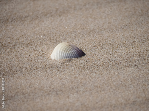 Seashell on a sandy natural beach for background