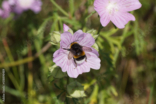 Bumblebee species in the Bombus terrestris-complex on flowers of greater musk-mallow (Malva alcea). Netherlands, summer, July