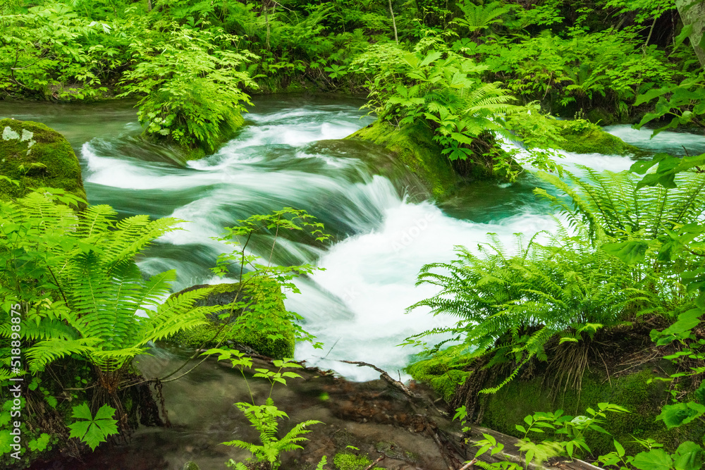 新緑の奥入瀬渓流　青森県