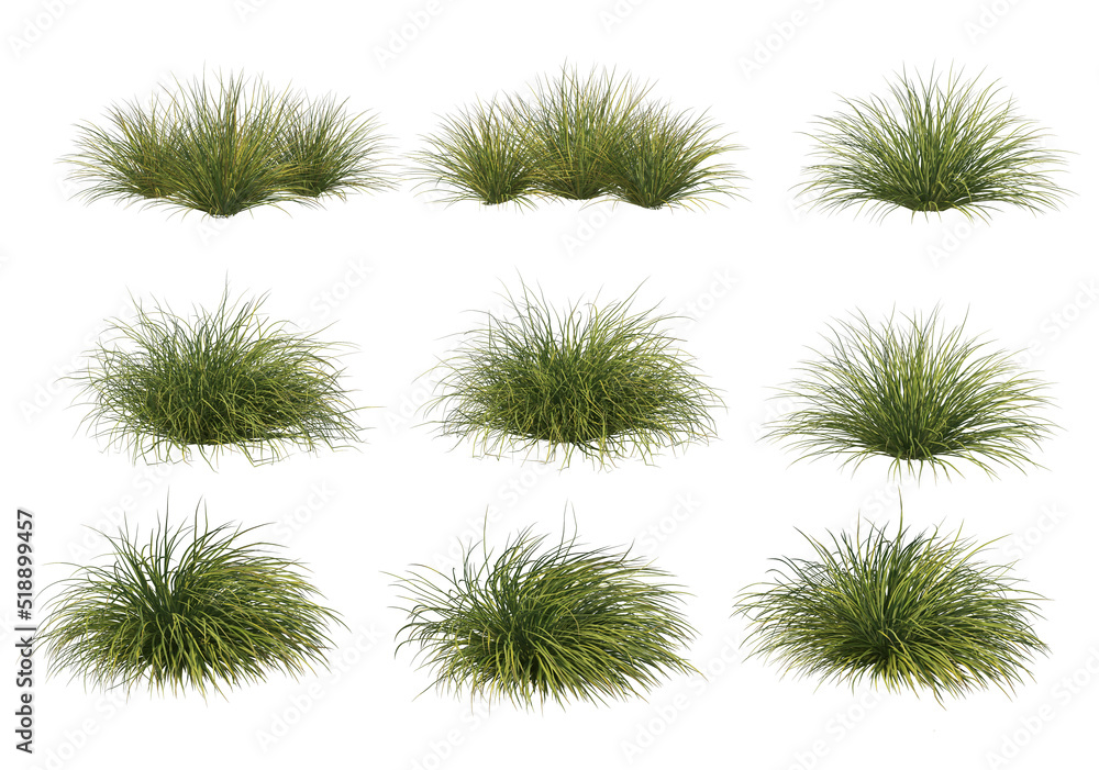 Shrubs and grass on a white background Shrubs and grass on a white background