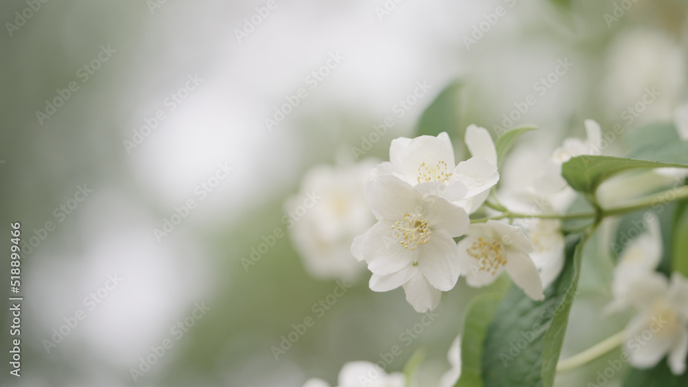 shot of jasmine flowers closeup