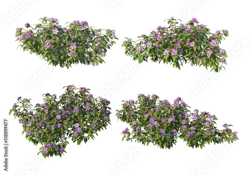 Shrubs and grass on a white background