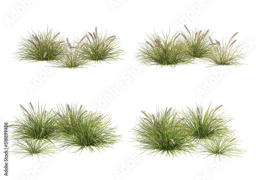 Shrubs and grass on a white background