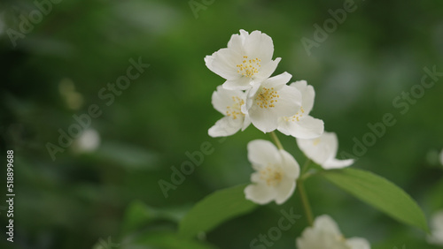 shot of jasmine flowers closeup