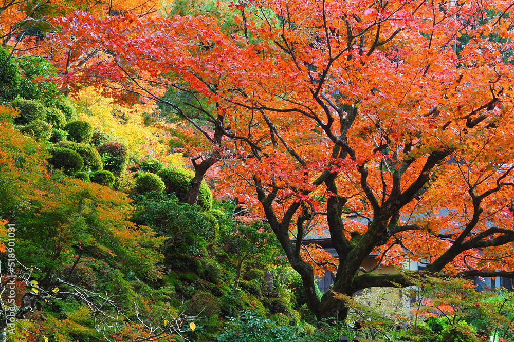 秋の風景