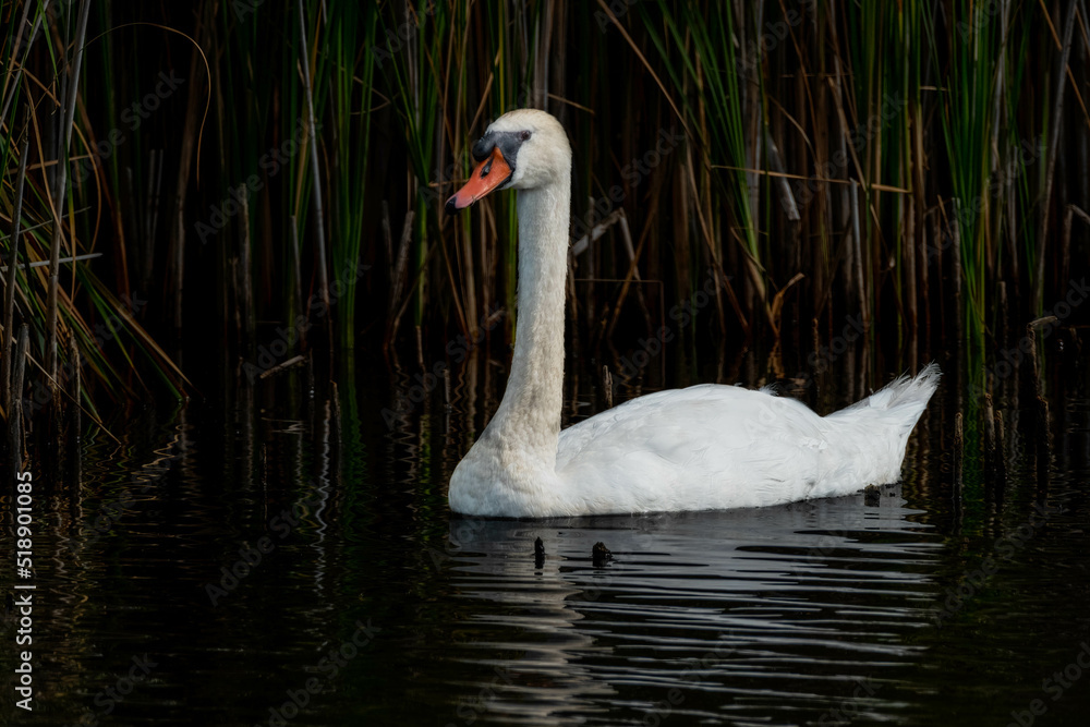 Fototapeta premium Mute swan |\ Knobbelzwaan