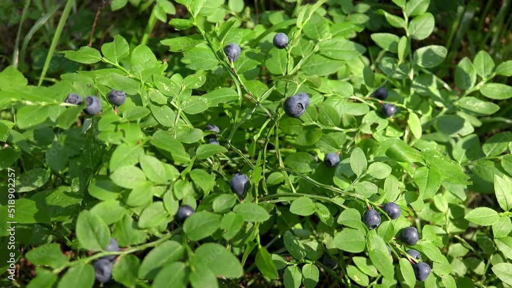 Ripe wild bilberry (Vaccinium myrtillus) on shrub Ripe wild bilberry (Vaccinium myrtillus) on shrub