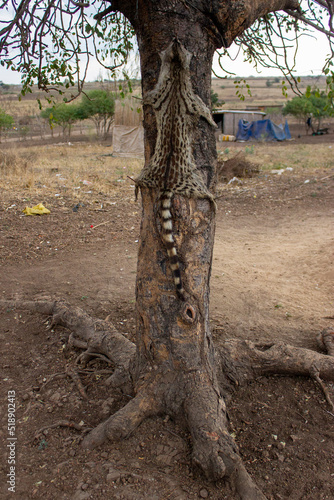 Skin of a hunted Rusty-spotted genet (Genetta maculata) hanging from a tree  photo