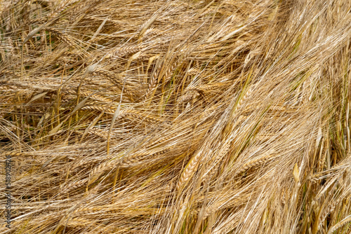 Graanveld - Grain field