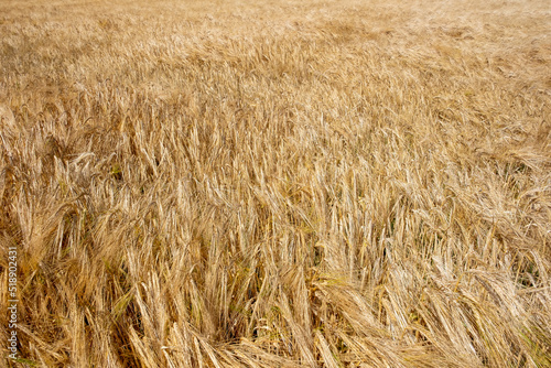 Graanveld - Grain field photo