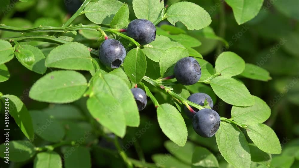Ripe wild bilberry (Vaccinium myrtillus). Closeup Ripe wild bilberry (Vaccinium myrtillus). Closeup