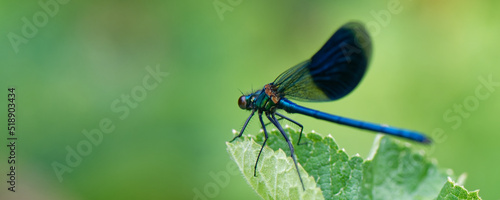 Fotografie caloptéryx éclatant - calopteryx splendens
