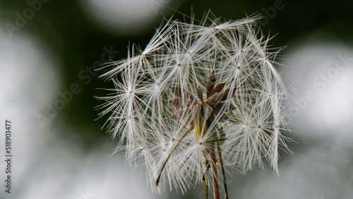 Obraz na plátně graine avec ombrelle