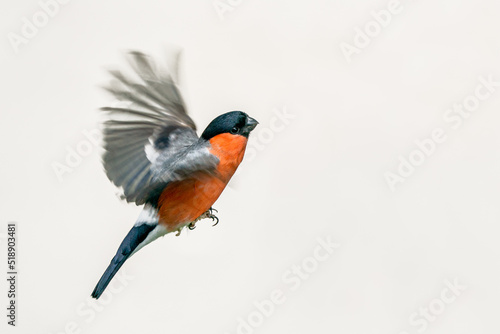 selected focus on the head isolated eurasian Bullfinch flying  on a white background