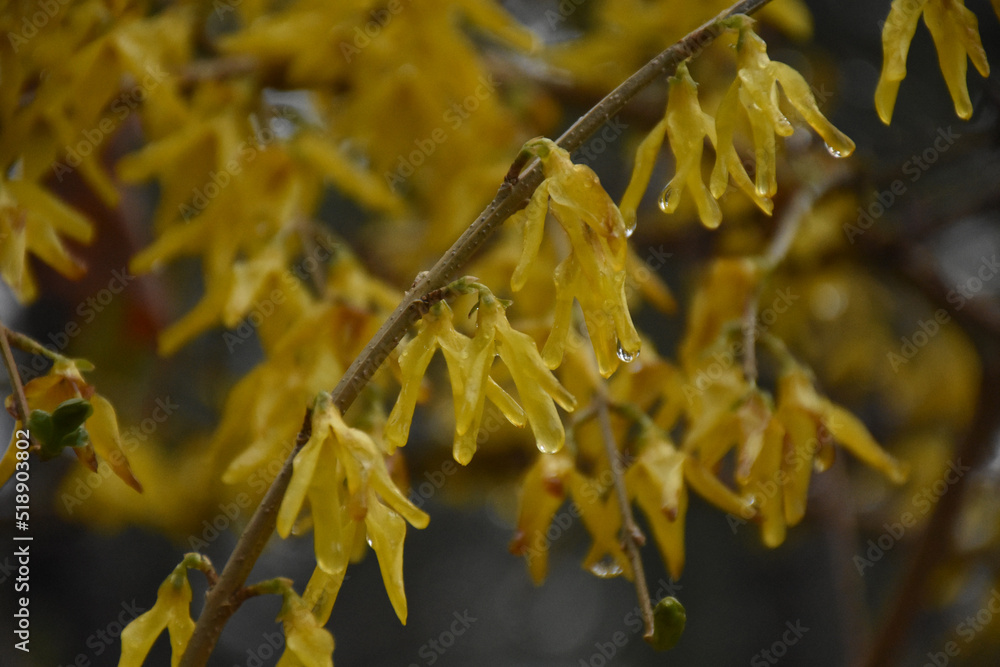 Raindrops Clinging to the Petals of Yellow Forsythia Bush