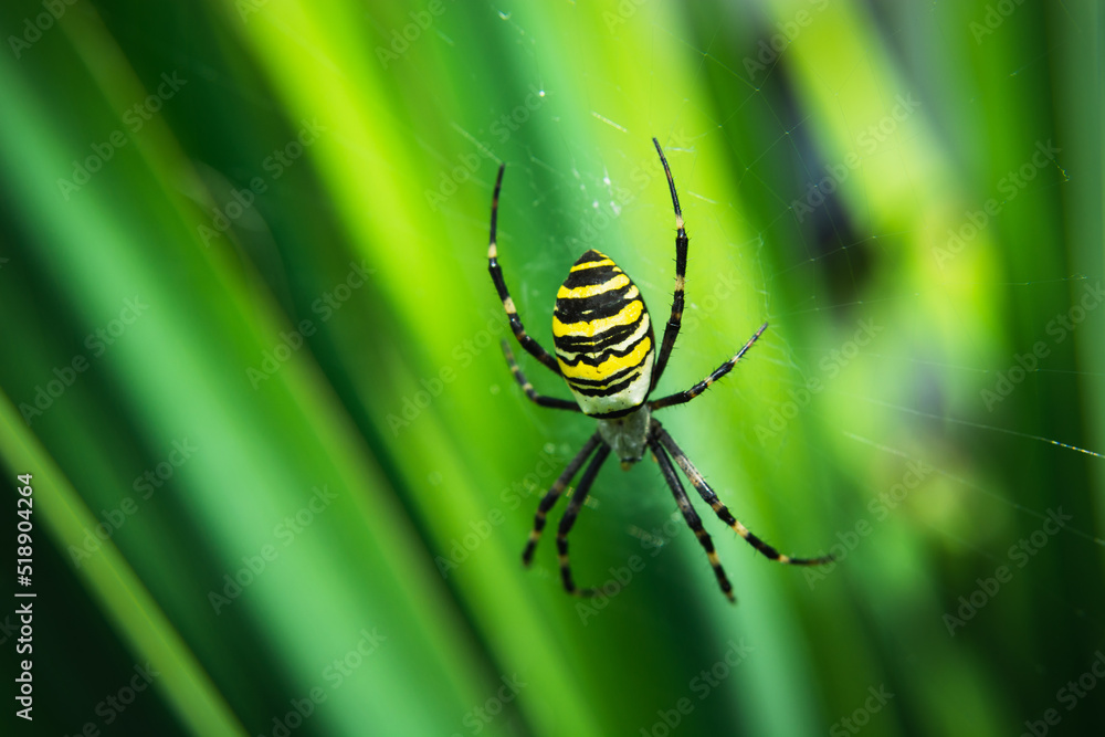 Argiope bruennichi spider on a web and leaf background Argiope bruennichi spider on a web and leaf background