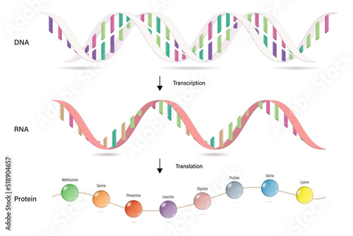 Transcription and Translation. Protein synthesis. DNA, mRNA and Protein. Molecular Biology Studies.