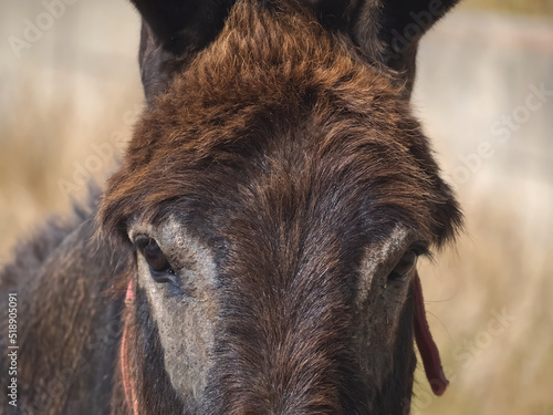 Photography Brown intelligent donkey portrait