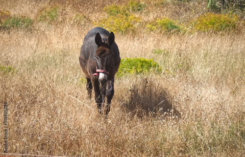 Brown donkey on an meadow