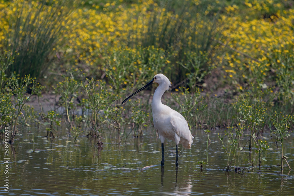 Naklejka premium Eurasian spoonbill or common spoonbill, Platalea leucorodia, Turkey
