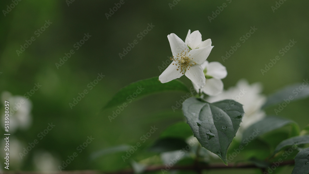 shot of jasmine flowers after rain shot of jasmine flowers after rain