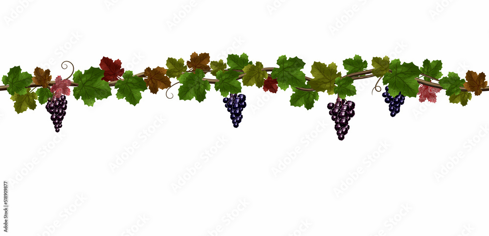 Fototapeta premium grape, grapevine, seamless, border