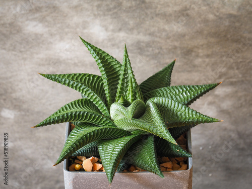 aloe vera plant