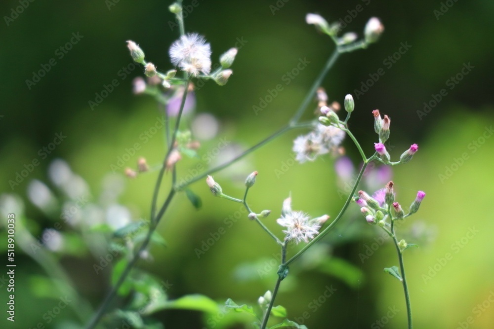 flowers in the grass flowers in the grass