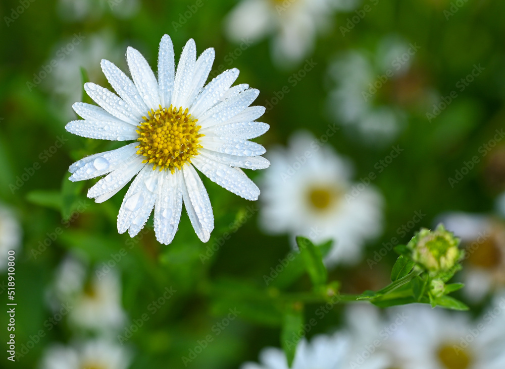 Beautiful close-up of kalimeris incisa flower