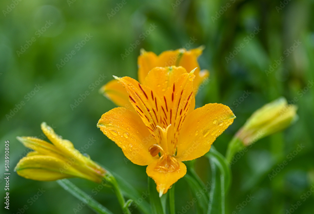 Beautiful close-up of alstroemeria aurea flower Beautiful close-up of alstroemeria aurea flower