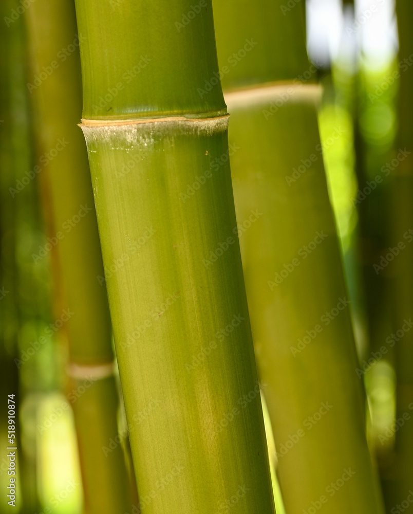 Fototapeta premium Beautiful close-up of phyllostachys, Belgium