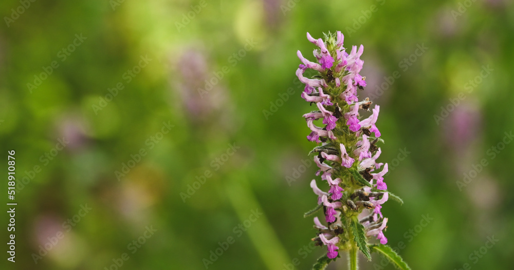 Beautiful close-up of stachys officinalis flower Beautiful close-up of stachys officinalis flower