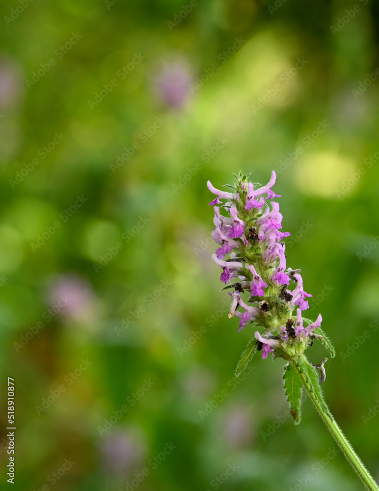 Beautiful close-up of stachys officinalis flower Beautiful close-up of stachys officinalis flower