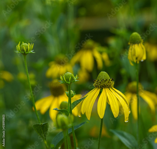 Beautiful close-up of rudbeckia laciniata flower photo