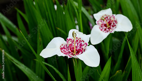 Tableau sur toile Beautiful close-up of tigridia pavonia flower