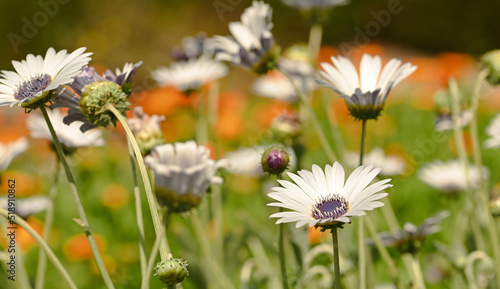 Beautiful close-up of arctotis venusta flower photo