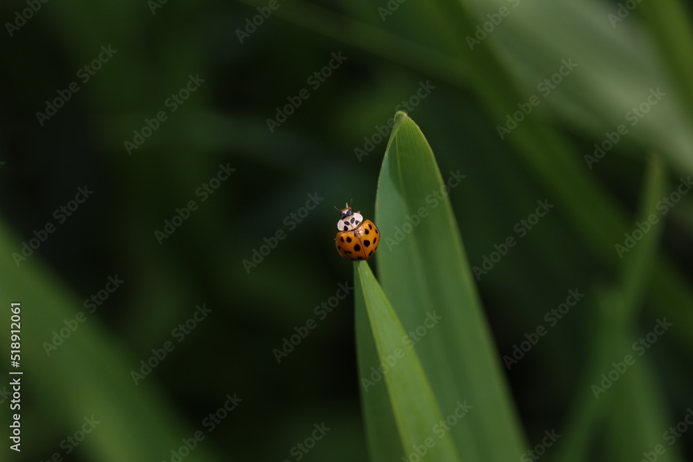 Ladybug on green leaf in a sunny day Ladybug on green leaf in a sunny day