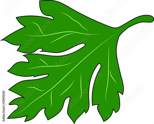 Beautiful fragrant and green parsley leaf.