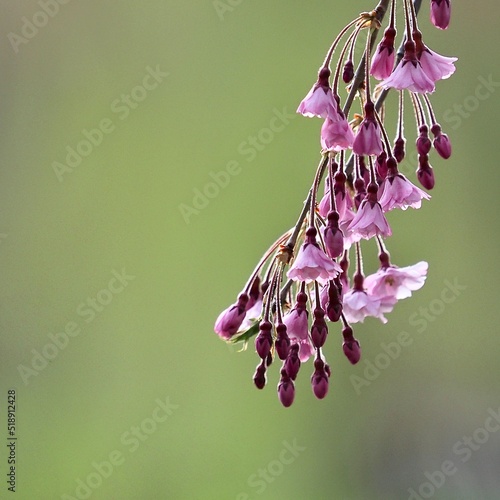 cherry blossoms on cloudy day