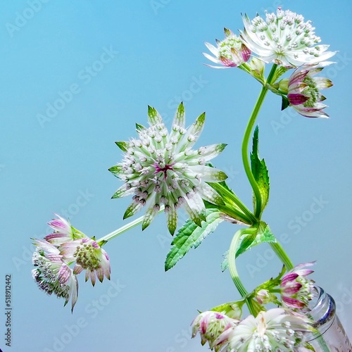 astrantia