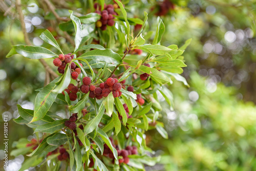 Red fruits of Japanese bayberry, on the branch