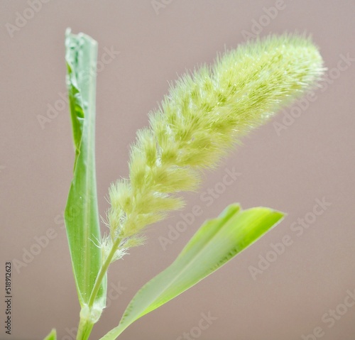 foxtail millet