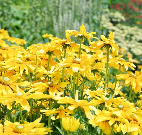 yellow flowers in the garden