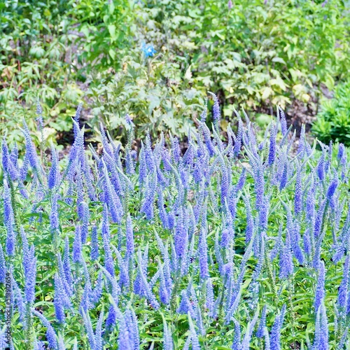 flowers in the garden
